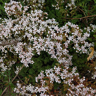 sedum album -murale sedum album -murale